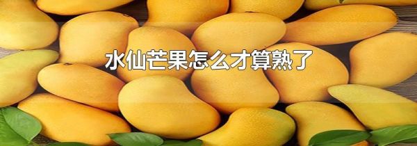 水仙芒果怎么才算熟了