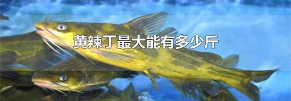 黄辣丁最大能有多少斤