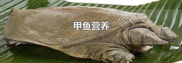 甲鱼营养