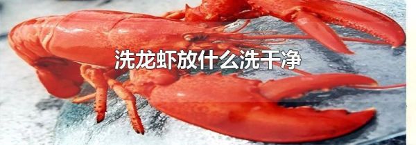 洗龙虾放什么洗干净