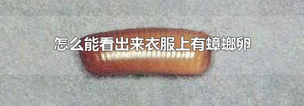 怎么能看出来衣服上有蟑螂卵