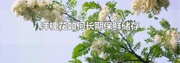 洋槐花如何长期保鲜储存