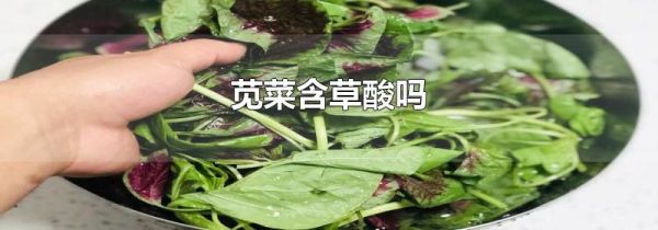 苋菜含草酸吗