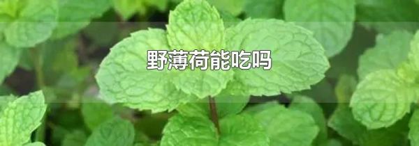 野薄荷能吃吗
