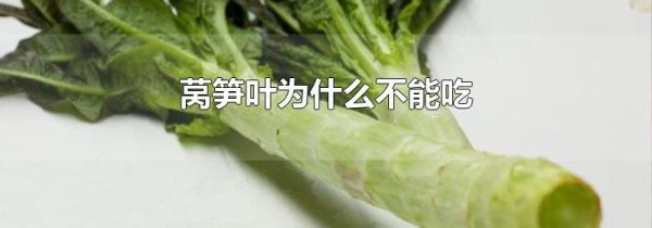 莴笋叶为什么不能吃