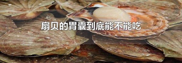 扇贝的胃囊到底能不能吃