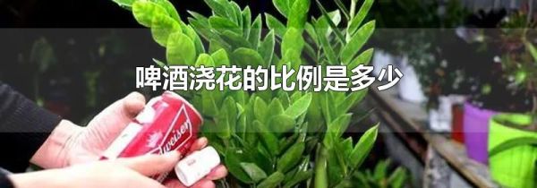 啤酒浇花的比例是多少