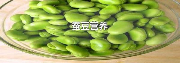蚕豆营养