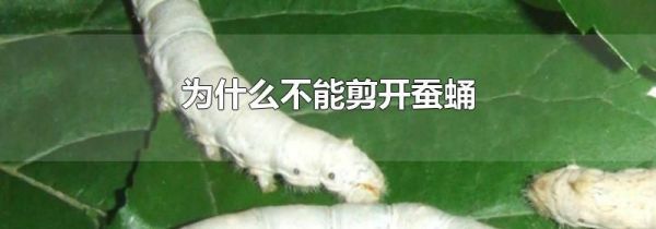 为什么不能剪开蚕蛹