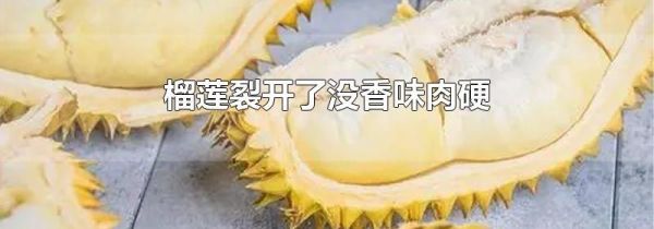 榴莲裂开了没香味肉硬