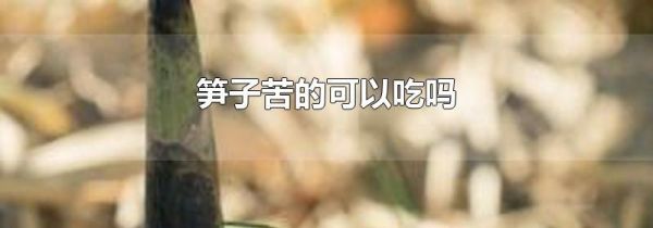 笋子苦的可以吃吗