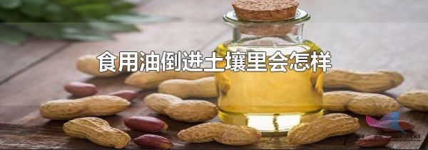 食用油倒进土壤里会怎样