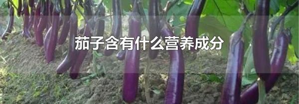 茄子含有什么营养成分