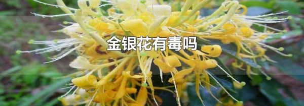 金银花有毒吗