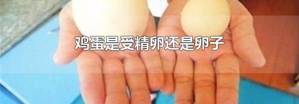 鸡蛋是受精卵还是卵子