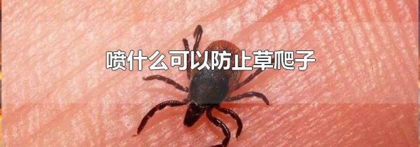 喷什么可以防止草爬子