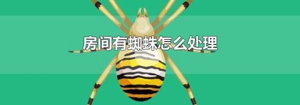 房间有蜘蛛怎么处理