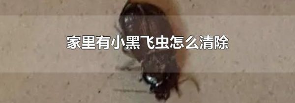 家里有小黑飞虫怎么清除