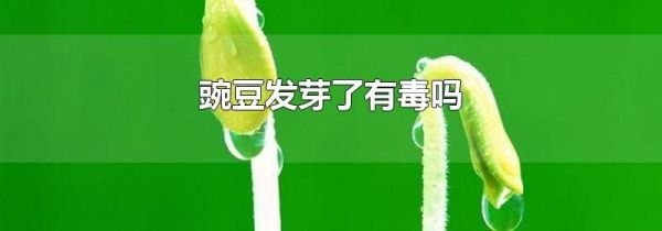 豌豆发芽了有毒吗
