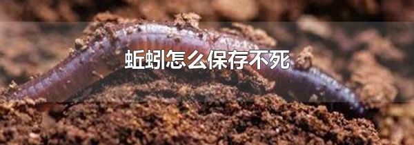 蚯蚓怎么保存不死