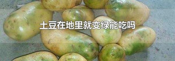 土豆在地里就变绿能吃吗