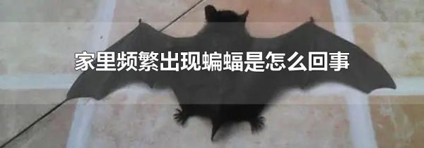 家里频繁出现蝙蝠是怎么回事