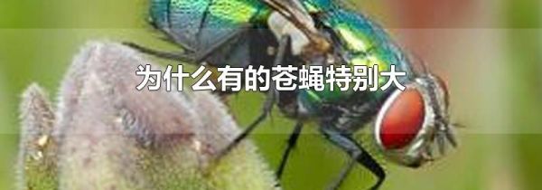 为什么有的苍蝇特别大