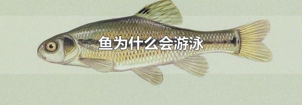 鱼为什么会游泳