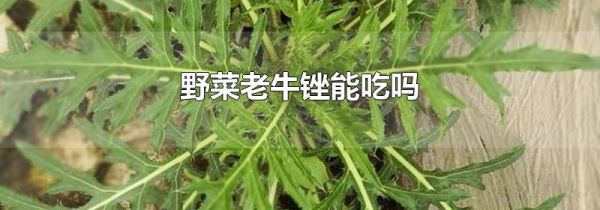 野菜老牛锉能吃吗