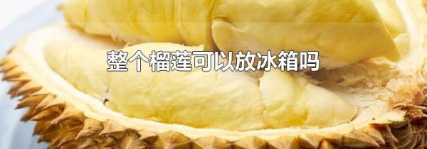 整个榴莲可以放冰箱吗