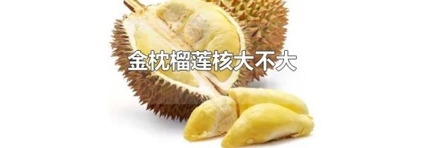 金枕榴莲核大不大