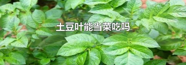 土豆叶能当菜吃吗