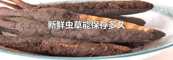 新鲜虫草能保存多久