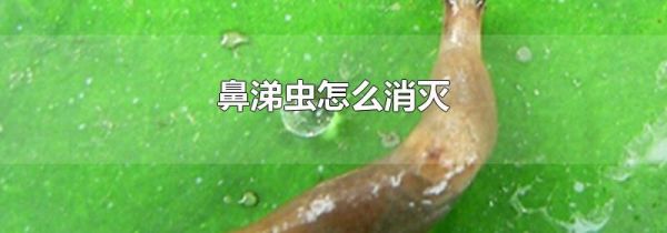 鼻涕虫怎么消灭