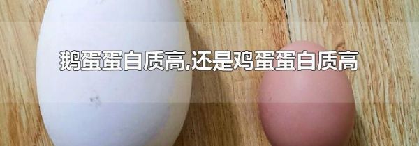 鹅蛋蛋白质高,还是鸡蛋蛋白质高