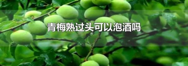 青梅熟过头可以泡酒吗
