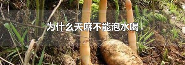 为什么天麻不能泡水喝