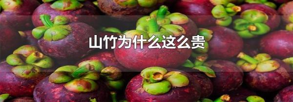 山竹为什么这么贵
