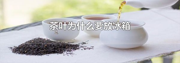 茶叶为什么要放冰箱