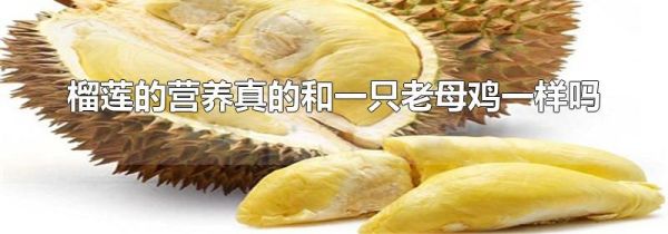 榴莲的营养真的和一只老母鸡一样吗
