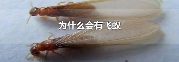 为什么会有飞蚁