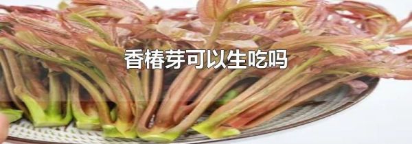 香椿芽可以生吃吗