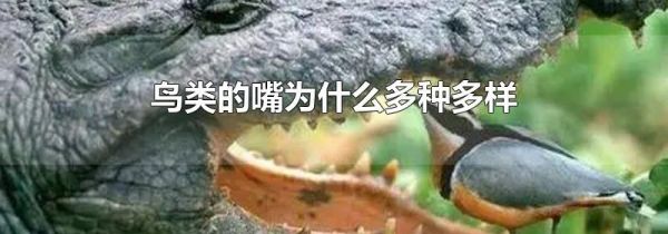 鸟类的嘴为什么多种多样