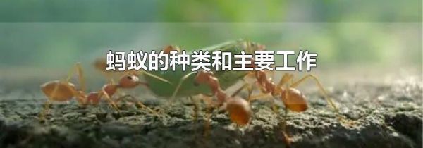蚂蚁的种类和主要工作