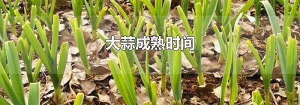 大蒜成熟时间