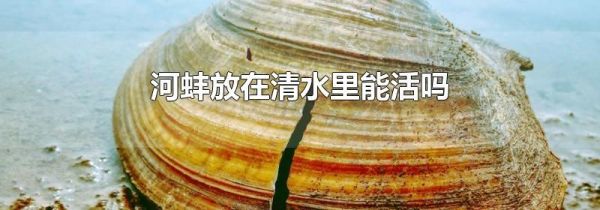 河蚌放在清水里能活吗