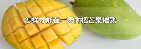 怎样才能在一天内把芒果催熟