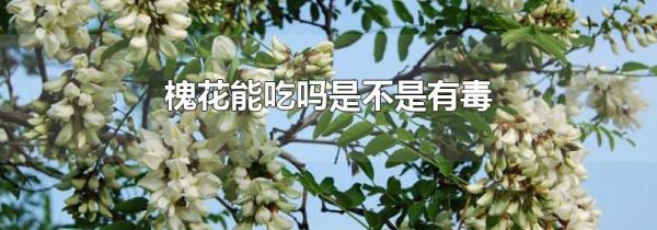 槐花能吃吗是不是有毒