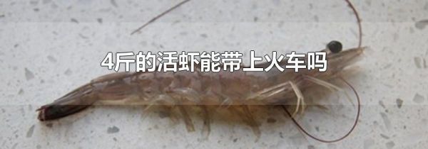 4斤的活虾能带上火车吗