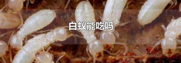 白蚁能吃吗